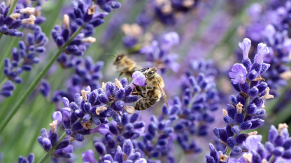华为发布全新鸿蒙next全场景智能操作系统,极客时间鸿蒙next应用开发训练营全新上线