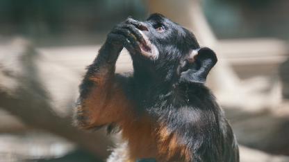 核心成员离开、5年未见重大更新,swift 6发布后,是更值得期待还是更让人失望?